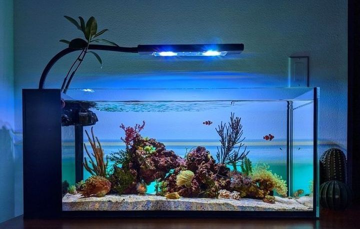 contoh hiasan aquarium minimalis