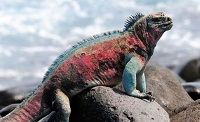 Fakta Unik Iguana galapagos