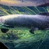 5 Fakta Tentang Ikan Arapaima, Ikan Terbesar Di Dunia yang Hidup Di Sungai Amazon