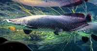 5 Fakta Tentang Ikan Arapaima, Ikan Terbesar Di Dunia yang Hidup Di Sungai Amazon