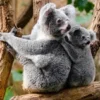 5 Fakta Menarik Koala,  Si Malas yang Sangat Mengemaskan