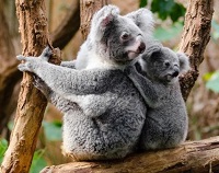 5 Fakta Menarik Koala,  Si Malas yang Sangat Mengemaskan