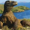 5 Fakta Menarik Komodo, Kadal Purba yang Hidup Di Indonesia