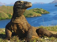 5 Fakta Menarik Komodo, Kadal Purba yang Hidup Di Indonesia