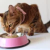 Rekomendasi Merk Makanan Kucing Bengal yang Kaya Nutrisi