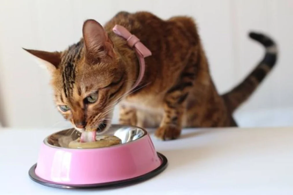 Rekomendasi Merk Makanan Kucing Bengal yang Kaya Nutrisi