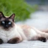 6 Fakta Unik Kucing Siam, Si Manis yang Warna Bulunya Bisa Berubah Sesuai Lingkungan Tempat Tinggalnya