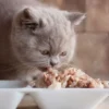 Aman dan Bernutrisi! Intip Cara Membuat Makanan Kucing Anggora yang Bisa Kamu Buat Dirumah