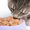 Tips Membuat Makanan Kucing Basah dari Ikan yang Praktis dan Menyehatkan