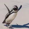 5 Fakta Unik Penguin Afrika, Penguin yang Tinggal di Daerah Tropis