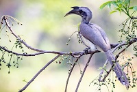 5 Fakta Burung Rangkong abu - abu india , Karena Burung Ini Dikenal Memiliki Paru yang Kuat