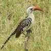 6 Fakta Unik Burung Rangkong Paruh Merah, Yang Belum Semua Orang Ketahui