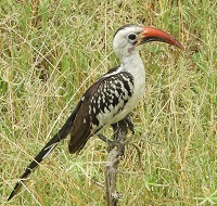 6 Fakta Unik Burung Rangkong Paruh Merah, Yang Belum Semua Orang Ketahui