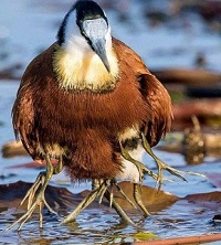 Fakta Unik Burung Jakana Afrika