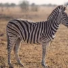 5 Fakta Unik Kuda Zebra, Hewan yang Memiliki Pola Garis yang Berbeda