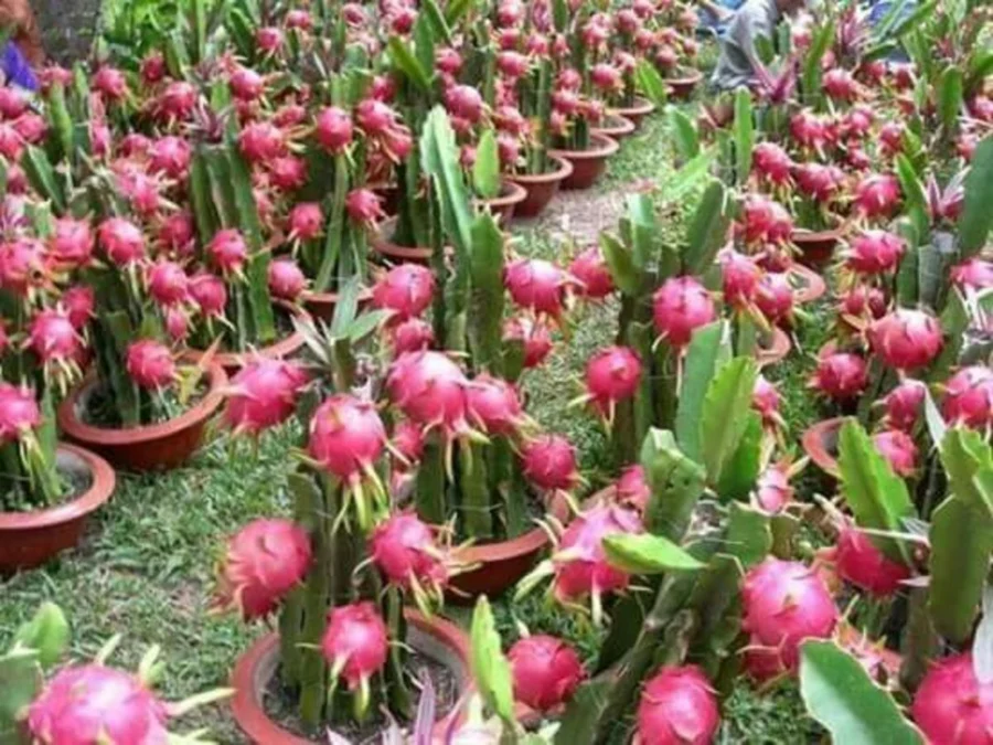 Tips Menanam Buah Naga agar Cepat Berbuah, Salah Satu Tanaman yang Cocok untuk Berbisnis