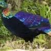 6 Fakta Menarik Burung Monal Himalaya, Burung Cantik yang Sangat Vokal