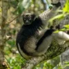 5 Fakta Menarik Lemur, Hewan Endemik Yang Berasal Dari Madagaskar