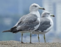 6 Fakta Unik Burung Camar, Burung Laut yang Gemar Mencuri