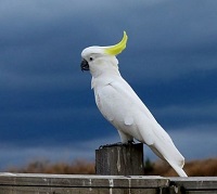 5 Fakta Unik Burung Kakaktua, Ternyata Burung Ini Tidak Memiliki Pita Suara