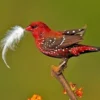 5 Fakta Burung Pipit Benggala, Si Mungil Berwana Merah Merona