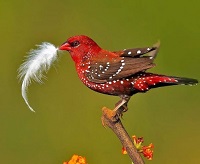 5 Fakta Burung Pipit Benggala, Si Mungil Berwana Merah Merona