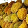 4 Spot Makan Durian yang ada di Lampung, Surganya Pecinta Durian