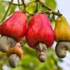 Manfaat Buah Jambu Mete bagi Kesehatan dan Nutrisi Didalamnya