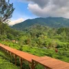 5 Tempat Wisata yang ada di Puncak Terbaru Cocok Untuk Berlibur Bersama Keluarga