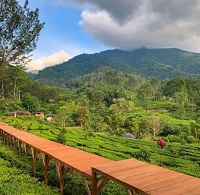 5 Tempat Wisata yang ada di Puncak Terbaru Cocok Untuk Berlibur Bersama Keluarga