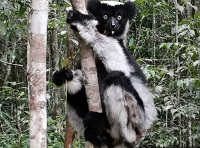 6 Fakta Menarik Lemur Indri, Lemur yang Berasal dari Madagaskar dan Pintar Bernyanyi