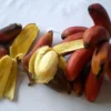 Perlu di Catat! Inilah 5 Manfaat Buah Pisang Merah bagi Tubuh