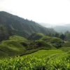 Kebun teh