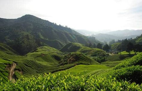 Kebun teh