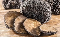 20 Fakta Mengenai Black Truffle, Jamur Dengan Harga Tertinggi