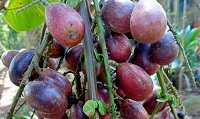 5 Fakta Tentang Buah Matoa, Buah yang Memiliki Perpaduan 3 Rasa Dengan Buah Lainnya