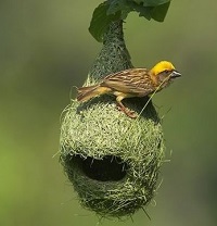 15 Fakta Menarik Tentang Burung Manyar, Burung yang Kerap Hidup Berkelompok