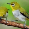 5 Cara Tips Merawat Burung Agar Gacor dan Sehat, Mudah dan Menyenangkan