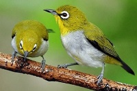 5 Cara Tips Merawat Burung Agar Gacor dan Sehat, Mudah dan Menyenangkan