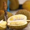 5 Jenis Durian Lokal yang Unggul dan Banyak Digemari Oleh Banyak Orang