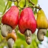 5 Jenis Buah Jambu yang Ditemukan Di Indonesia, Pernah Coba yang Mana ?