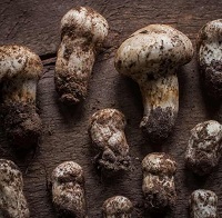 20 Fakta Menarik Jamur Matsutake, Jamur yang Berasal Dari Jepang Memiliki Harga yang Sangat Tinggi