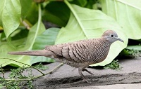 5 Jenis Burung Perkutut yang Mungkin Belum Kamu Ketahui