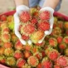 5 Jenis Rambutan lokal yang Sangat Enak dan Juga Segar