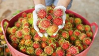 5 Jenis Rambutan lokal yang Sangat Enak dan Juga Segar