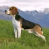 Melihat Lebih Dekat: 7 Fakta Unik Mengenai Anjing Beagle yang Mungkin Belum Anda Ketahui