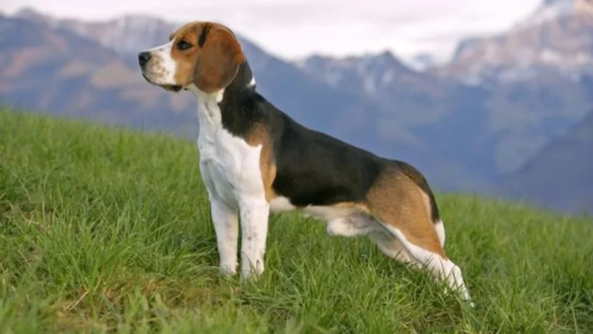 Melihat Lebih Dekat: 7 Fakta Unik Mengenai Anjing Beagle yang Mungkin Belum Anda Ketahui