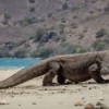 Ungkap 7 Fakta Seru: Mengenal Lebih Dalam Hewan Komodo, Si Predator Terbesar!