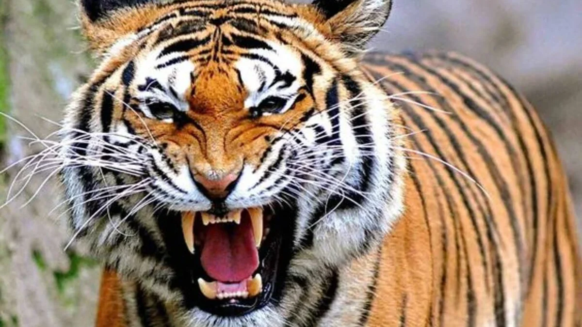 Menyingkap Misteri Harimau Sumatera: 7 Fakta Mengejutkan yang Perlu Anda Ketahui