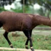 7 Fakta Menarik Tentang Saola: Mengenal Lebih Dekat Hewan Langka Ini\